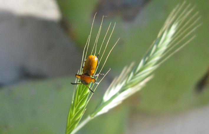 Macrolenes dentipes - Chrysomelidae